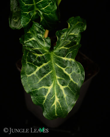 Arum italicum