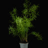 Asparagus densiflorus 'Sprengeri'