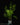 Asparagus densiflorus 'Sprengeri'