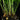 Asparagus densiflorus 'Sprengeri'