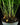 Asparagus densiflorus 'Sprengeri'