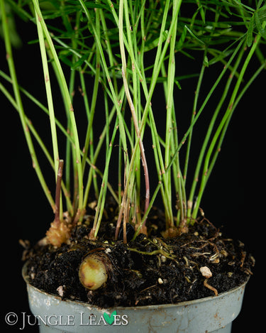 Asparagus densiflorus 'Sprengeri'