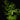 Asparagus densiflorus 'Sprengeri'