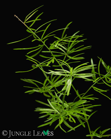 Asparagus densiflorus 'Sprengeri'