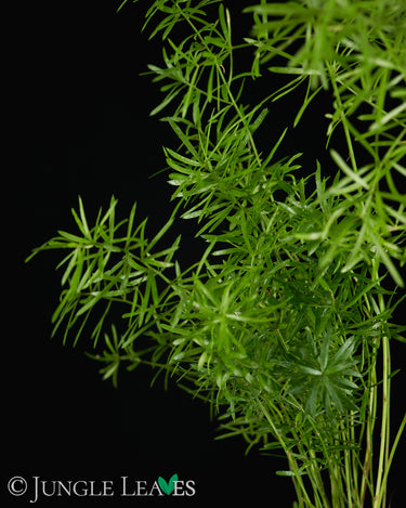 Asparagus densiflorus 'Sprengeri'