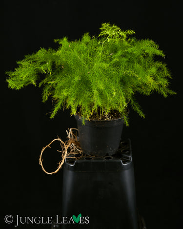 Asparagus setaceus (Zierspagel)