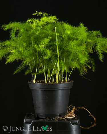 Asparagus setaceus (Zierspagel)