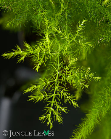 Asparagus setaceus (Zierspagel)