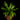 Asplenium antiquum