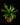 Asplenium antiquum
