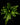 Asplenium antiquum