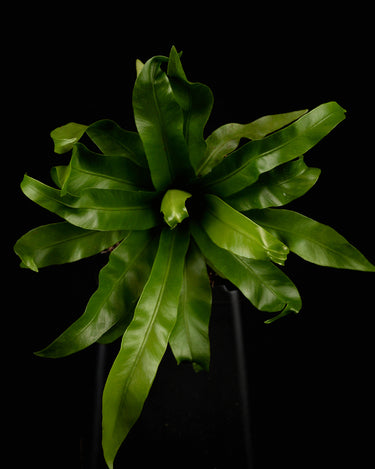 Asplenium antiquum