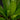 Asplenium antiquum