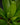 Asplenium antiquum