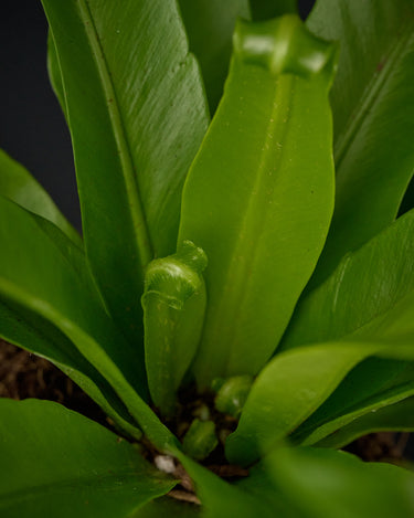 Asplenium antiquum