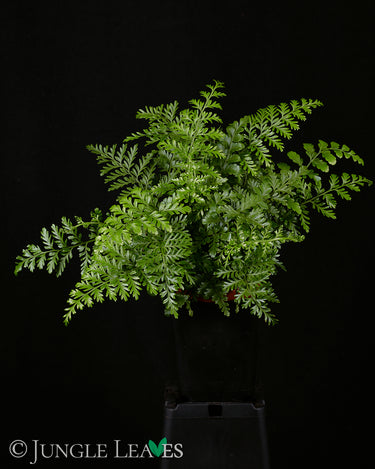 Asplenium dimorphum 'Parvati'