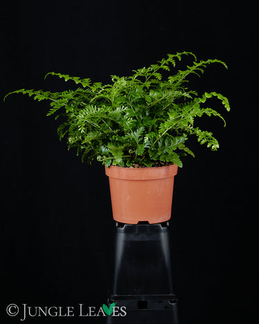 Asplenium dimorphum 'Parvati'