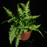 Asplenium ebenoides