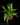 Asplenium ebenoides