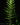 Asplenium ebenoides