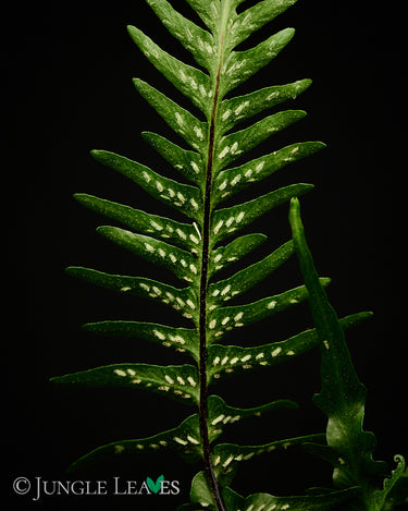 Asplenium ebenoides