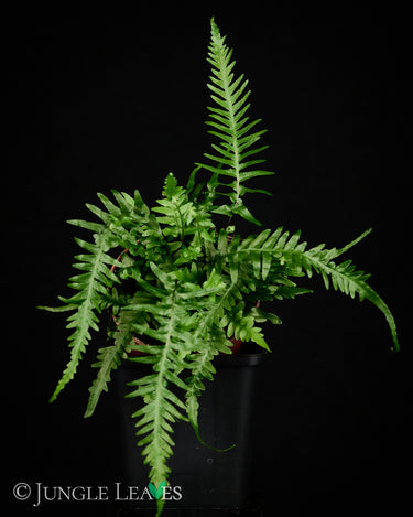 Asplenium ebenoides