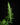 Asplenium ebenoides