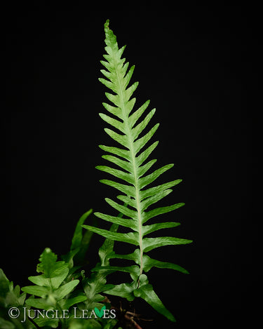Asplenium ebenoides