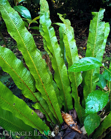 Asplenium nidus in situ