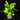 Asplenium nidus