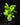 Asplenium nidus
