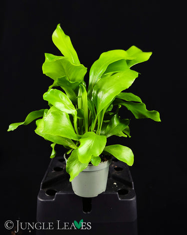 Asplenium nidus