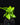 Asplenium nidus