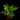Asplenium dimorphum 'Parvati'