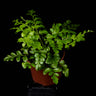 Asplenium dimorphum 'Parvati'