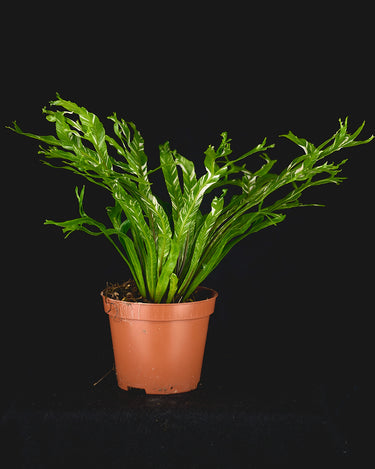 Asplenium antiquum 'Variegata' (Panaschierter Nestfarn)