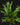 Asplenium antiquum 'Variegata' (Panaschierter Nestfarn)