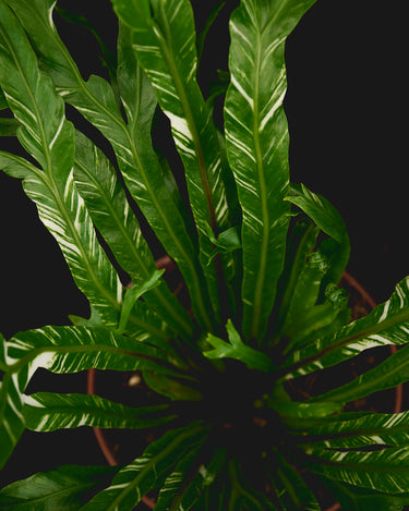 Asplenium antiquum 'Variegata' (Panaschierter Nestfarn)