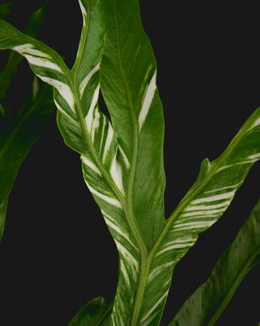 Asplenium antiquum 'Variegata' (Panaschierter Nestfarn)