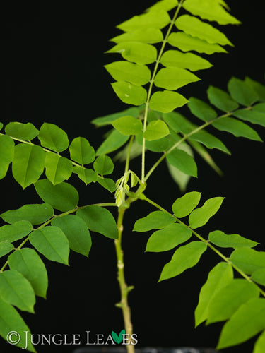 Averrhoa bilimbi (Gurkenbaum)
