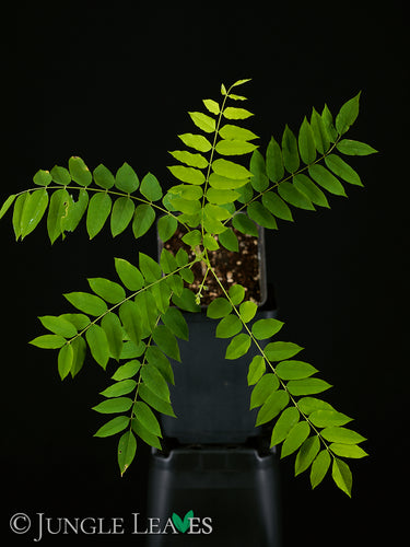 Averrhoa bilimbi (Gurkenbaum)