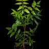 Azadirachta indica
