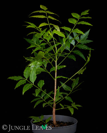 Azadirachta indica