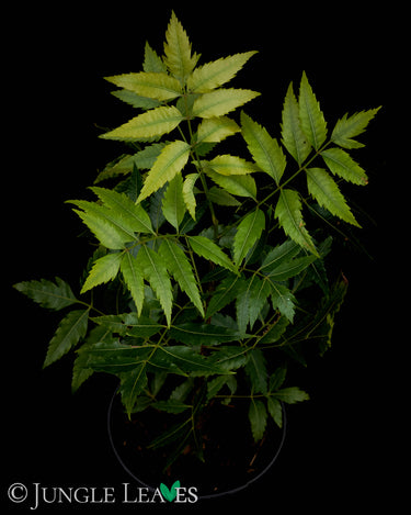 Azadirachta indica (Neembaum)