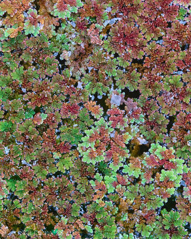 Azolla filiculoides (Großer Algenfarn)