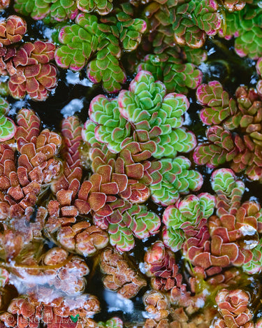 Azolla filiculoides (Großer Algenfarn)