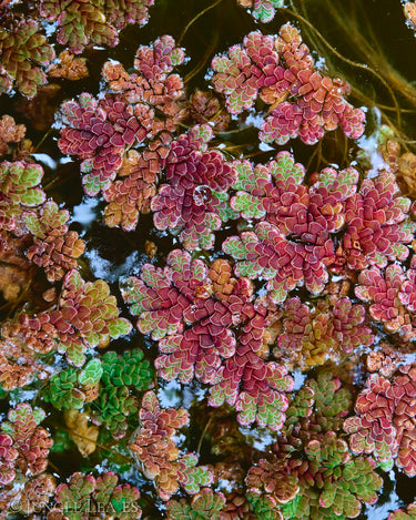 Azolla filiculoides (Großer Algenfarn)