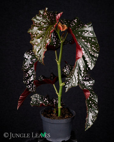 B. x 'Cracklin' Rosie'