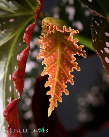 B. x 'Cracklin' Rosie'