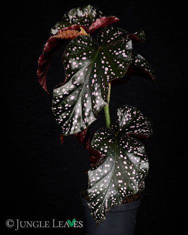 B. x 'Cracklin' Rosie'